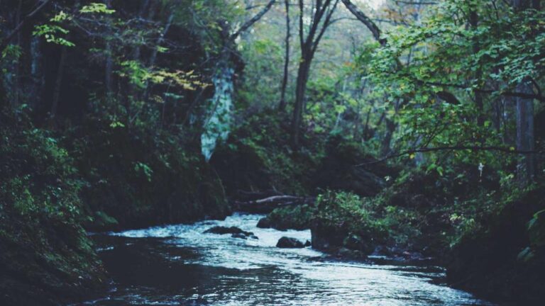 How To View Today?S Live Cricket On Cricbet99 Vip?